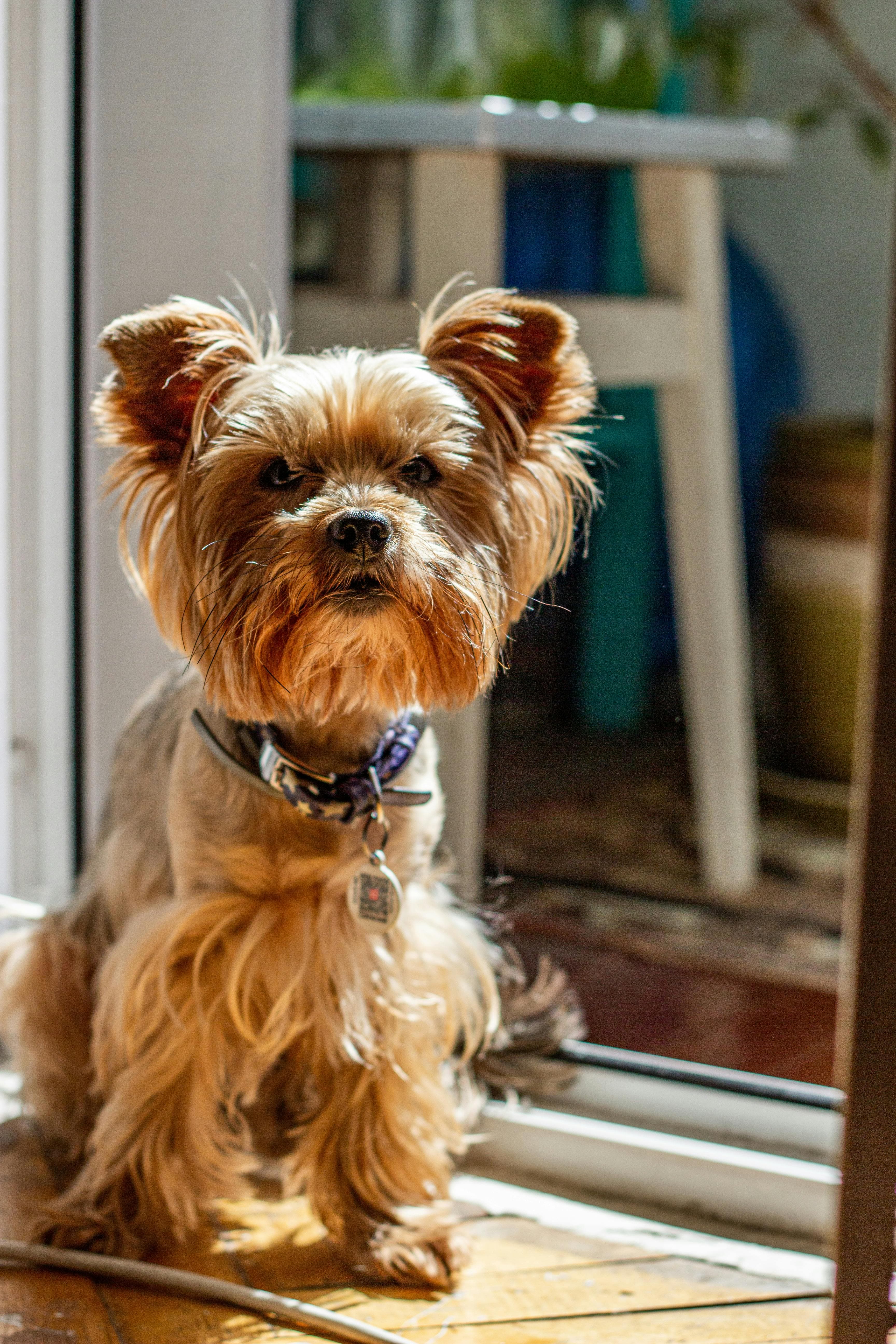 Pippa — original photograph