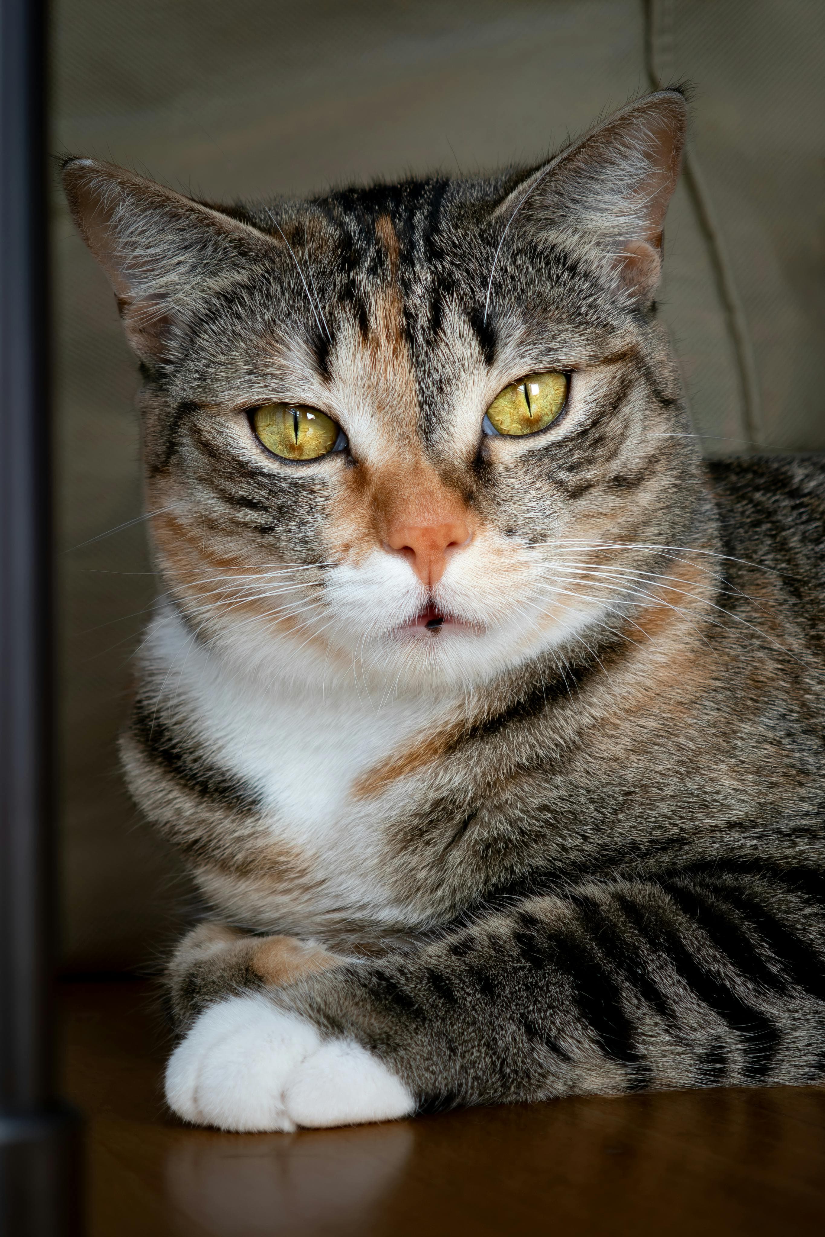 Otis — original photograph