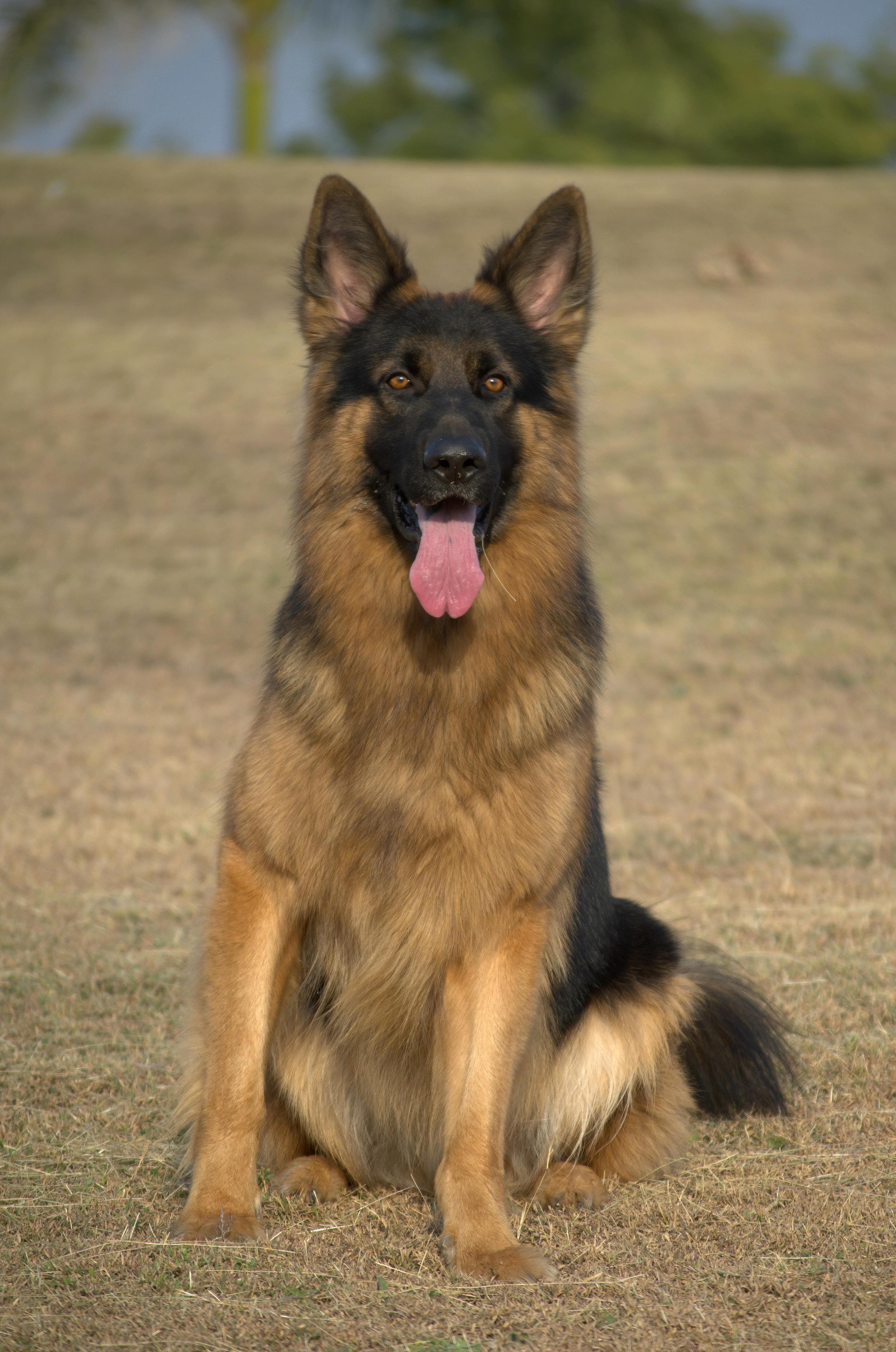 Max — original photograph