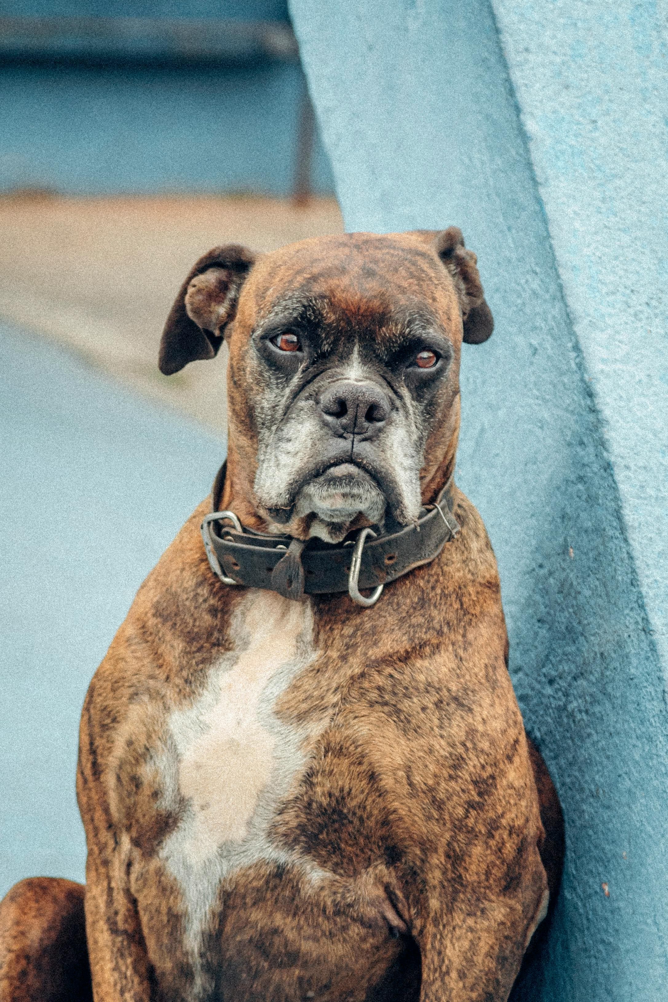 Bruno — original photograph